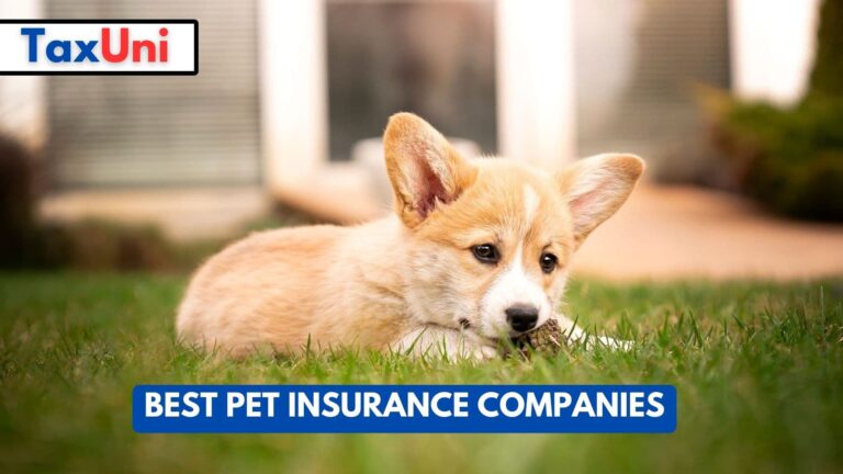 Best Pet Insurance Companies 2024