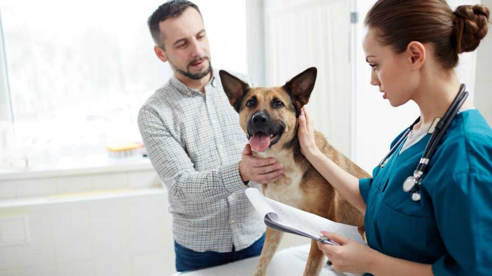 Best Pet Insurance Companies 2024